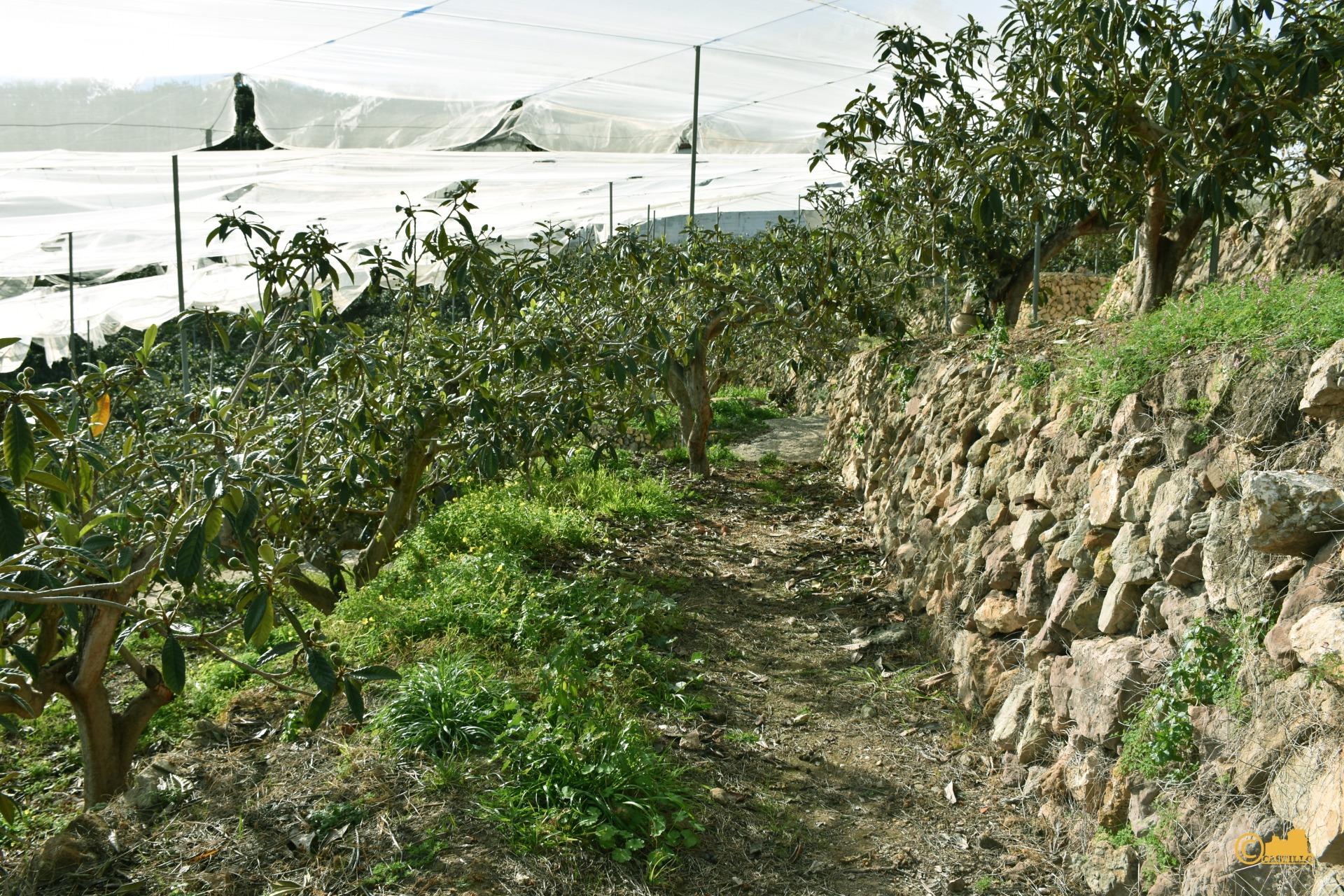 Gran Finca Rústica con Vistas a la Montaña en Callosa d'en Sarrià