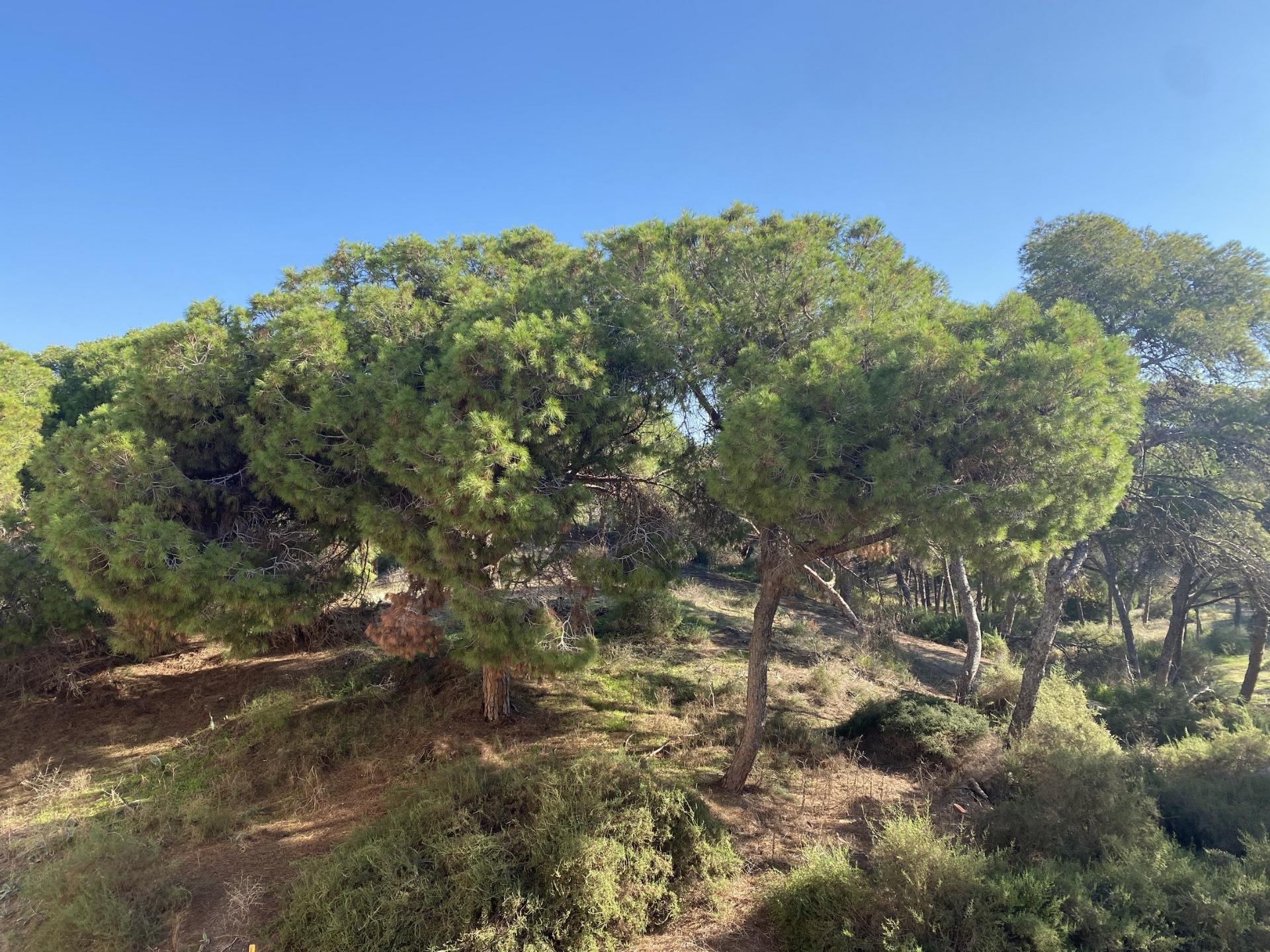 Lujo y Exclusividad: Apartamentos Nuevos en Guardamar del Segura, Lujo exclusivo en Guardamar del Segura. 10 apartamentos de nueva construcción a 700m de la playa, frente al pinar. 2 hab, 2 baños. Calidad premium. Desde 349.00